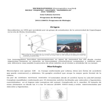 Micrognathozoa | PDF