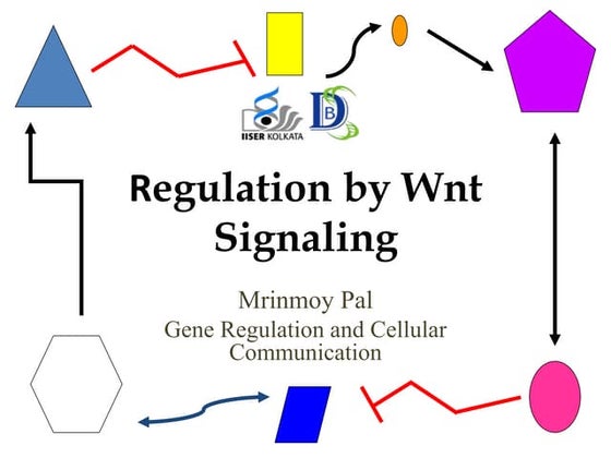 The Wnt Signaling Pathway (β Catenin ) | PPT