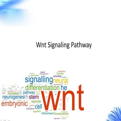 Wnt signaling pathway creative diagnostics