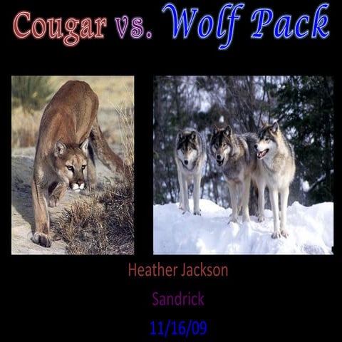 Wolves Vs Cougars