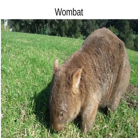 Wombat | ODP