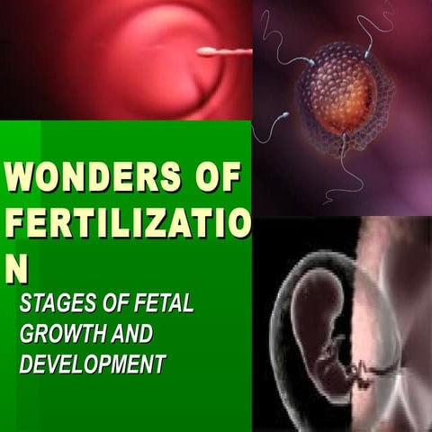 W O N D E R S  O F  F E R T I L I Z A T I O N