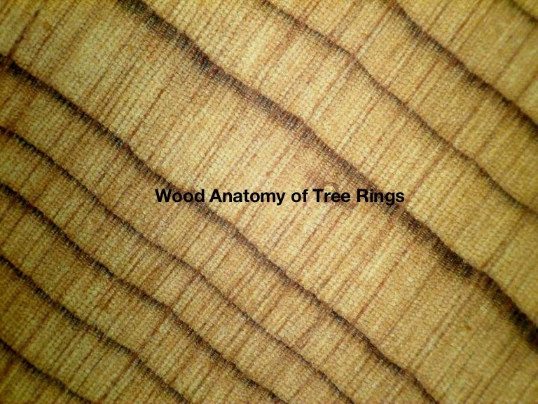Wood anatomy