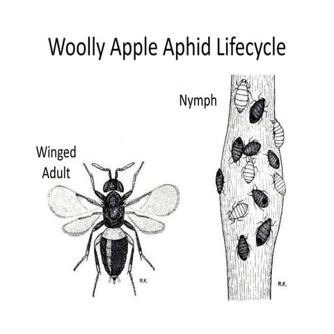 Woolly apple aphid lifecycle