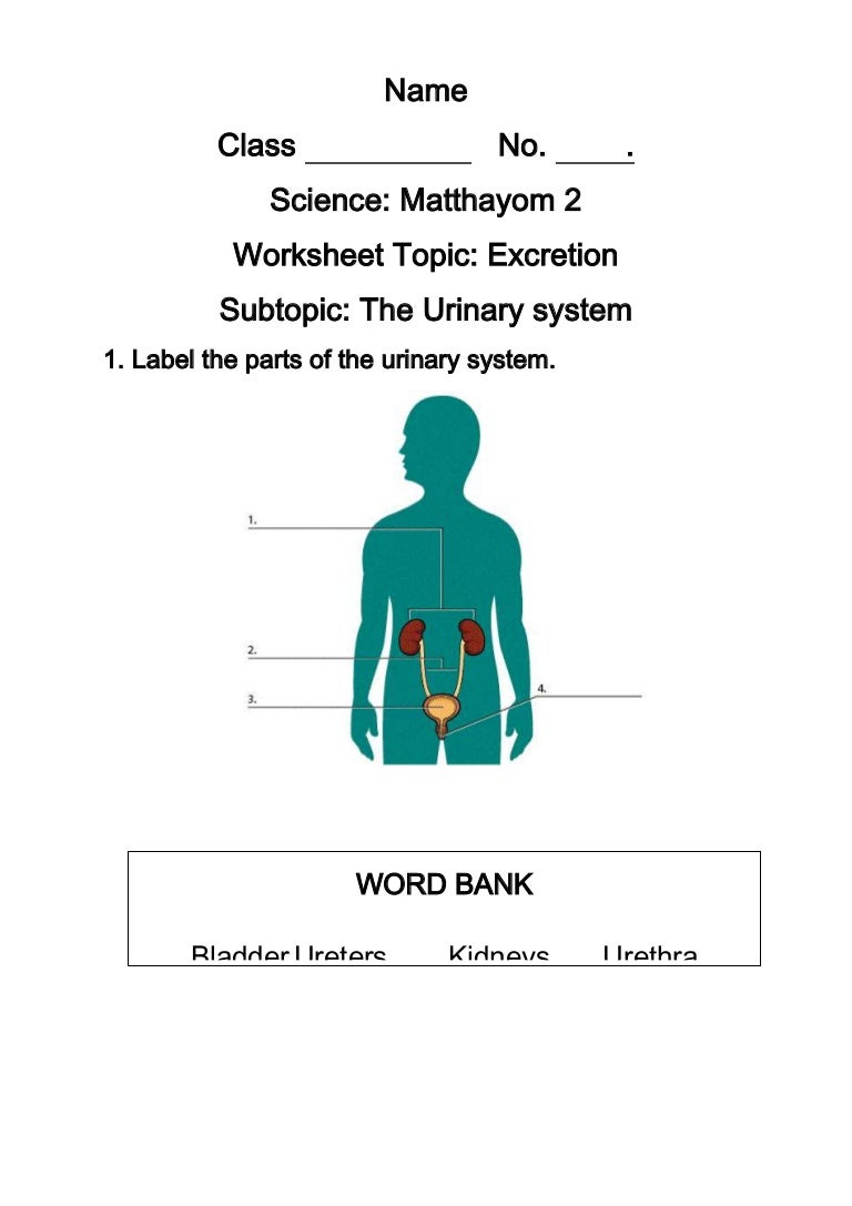 Worksheets Urinary System Worksheet urinary system worksheet system