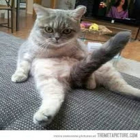 Worlds funniest cat videos