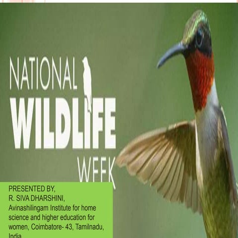 World wildlife day   copy