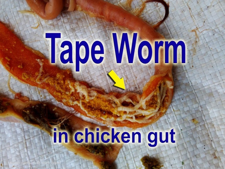 Chicken Worms, Tapeworm in chickens, poultry diseases