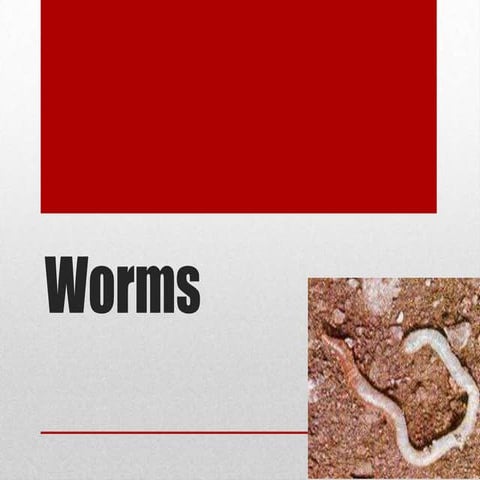 Worms 