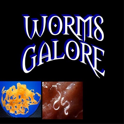 Worms Galore09
