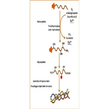 Pathophysiology of wound healing presentation .pptx