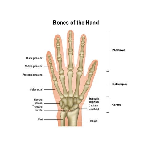 wrist complex-1.pptx by Dr .janaki mpt cardiologist