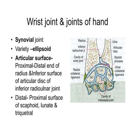  joints of hand.pdf