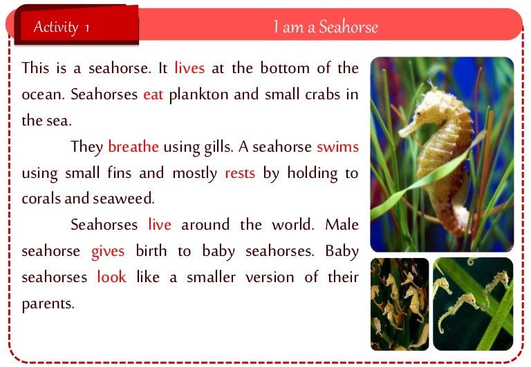 Reading Activity: Seahorse