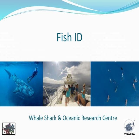 Fish Identification lesson 1 | PPTX