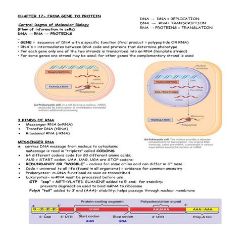 Rna processing | PPTX