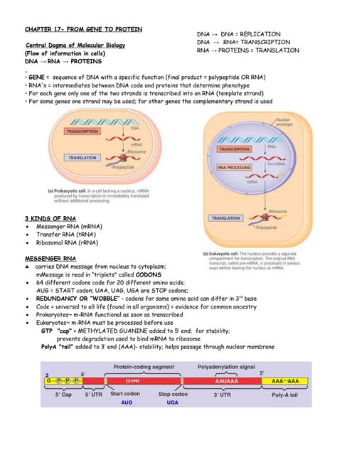 02 The Role of DNA in Protein Synthesis | PPT