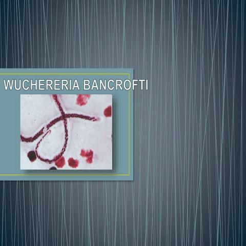 Wuchereria Bancrofti