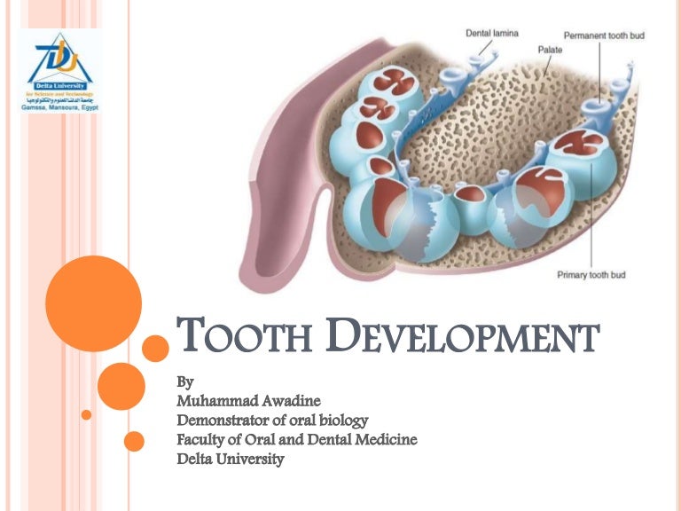 Tooth development part 2