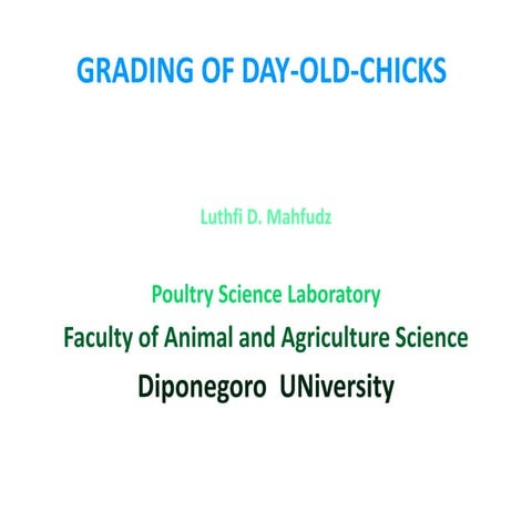 grading of day old-chicks