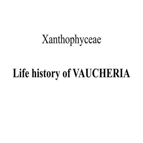xanthophyceae-life history of Vaucheria.pptx