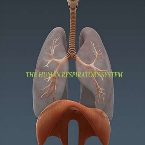 The human respiratory system ppt.1pptx