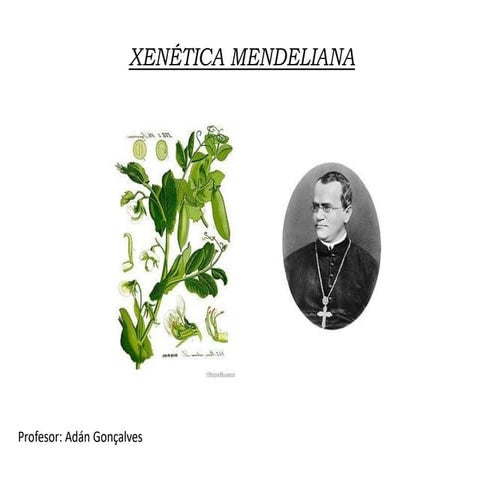 Xenética mendeliana