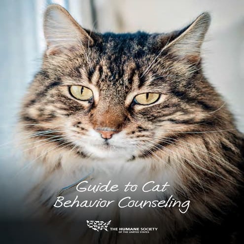 Guide to-cat-behavior-counseling