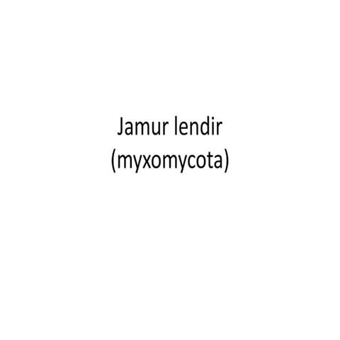 Xmia13 jamur lendir