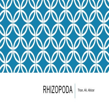 Xmia13 rhizopoda
