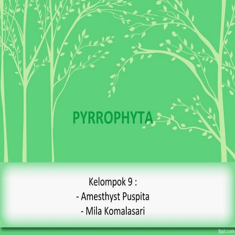 Xmia6 pyrrophyta