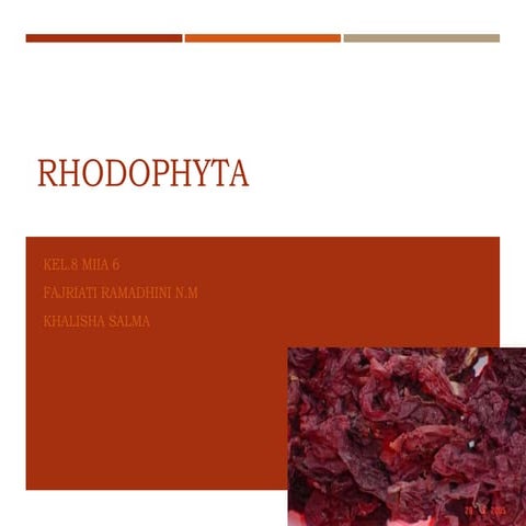 Xmia6 rhodophyta