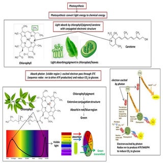 Option C, Solar Energy, Biofuel and...
