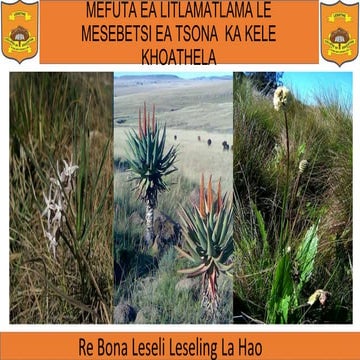 MEFUTA EA LITLAMATLAMA