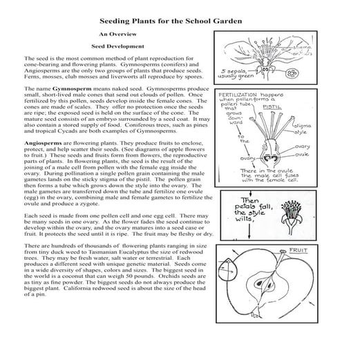 Seeding Plants for the School Garden