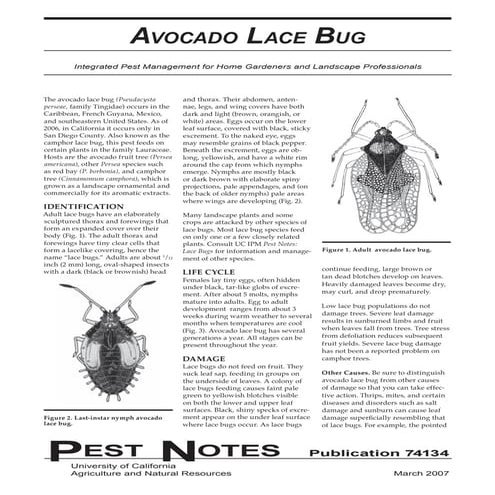 Avocado Lace Bug Integrated Pest Management | PDF