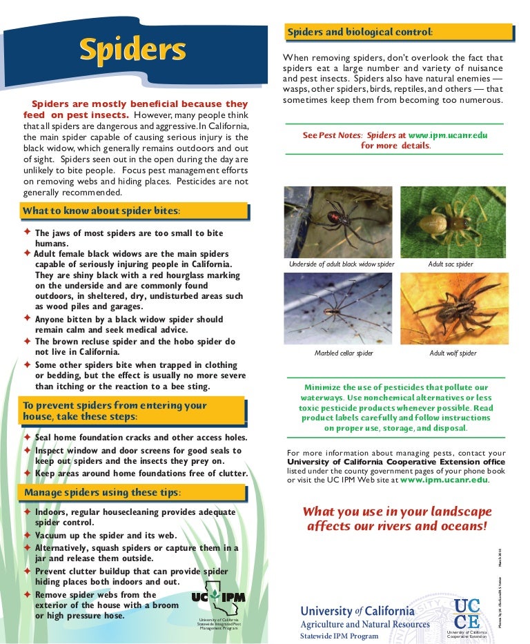 Spiders Quick Tips Natural Pest Control