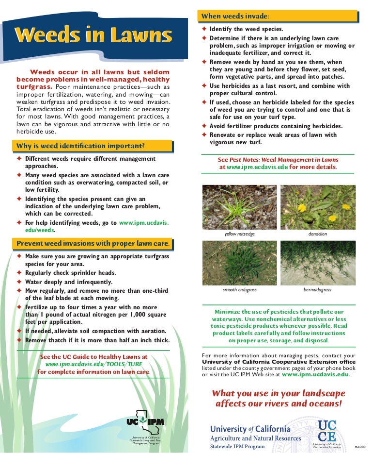 Weeds in Lawns Quick Tips Natural Control