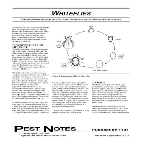 White fly control uaf pakistan | PPTX