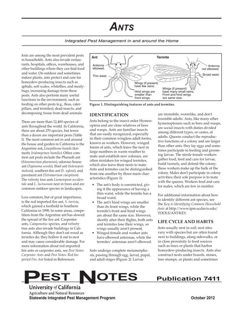 Ants - Social organisation and types of nests | PDF