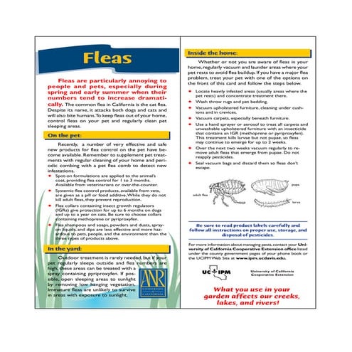 Understanding Fleas | PPTX