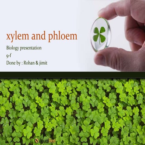 xylem and phloem