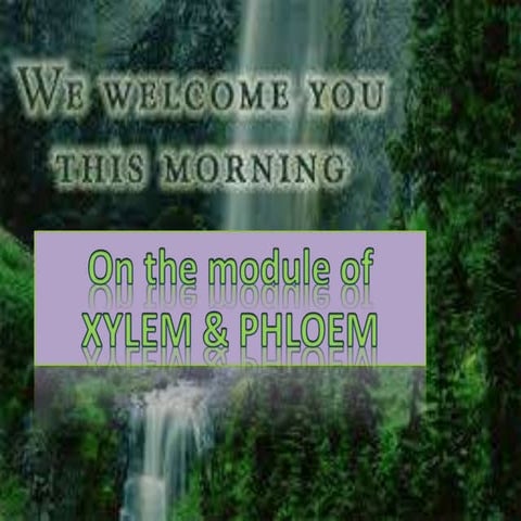 Xylem phloem
