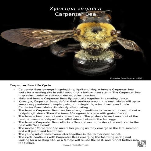 Xylocopa virginica Carpenter Bee by Mary Van Dyke