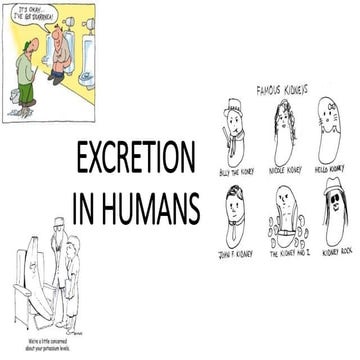 Excretion in humans