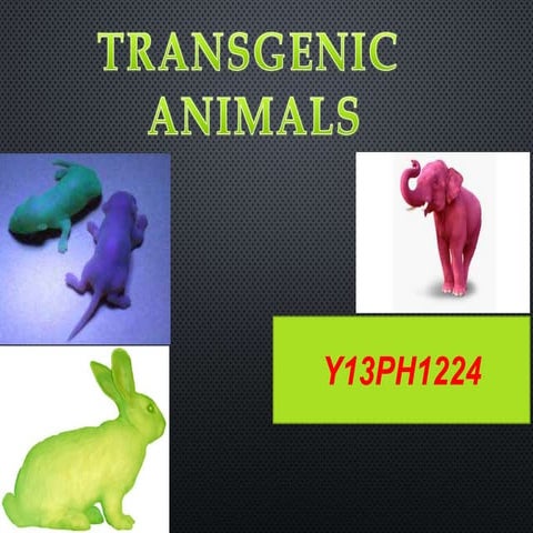 Genetically Modified Organisms