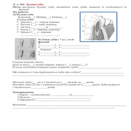 Будова зуба | PDF
