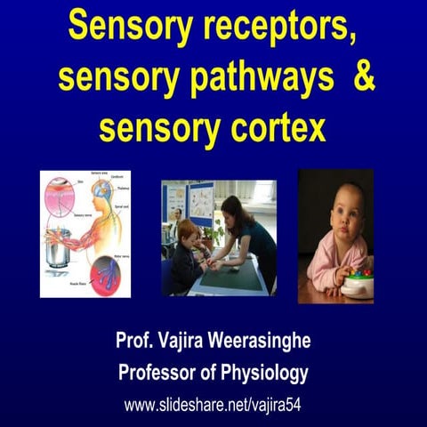 Y2 s1 sensory system