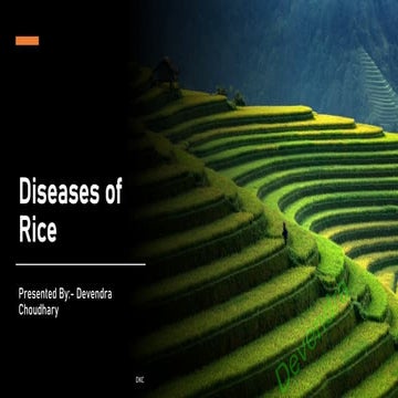 Comprehensive Overview of Major Rice Diseases and Their Management | PDF
