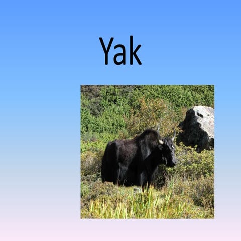 Yak